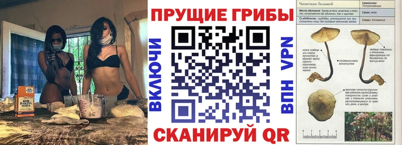 купить  сайты  Звенигово  Галлюциногенные грибы MAGIC MUSHROOMS 